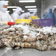Thực thi EVFTA: Xuất khẩu tôm sang EU tăng gần 16%